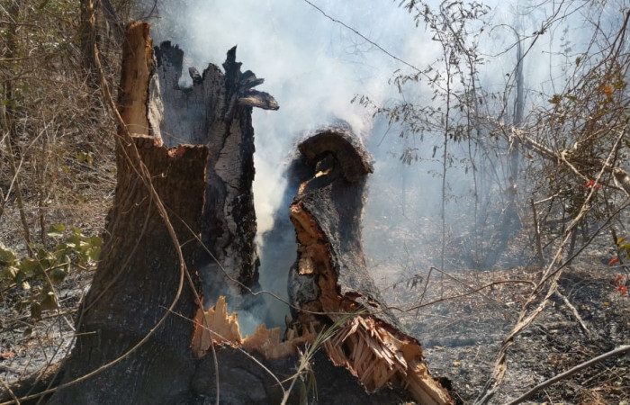 28 marzo 2019  Foto: Programa Manejo del Fuego ACG