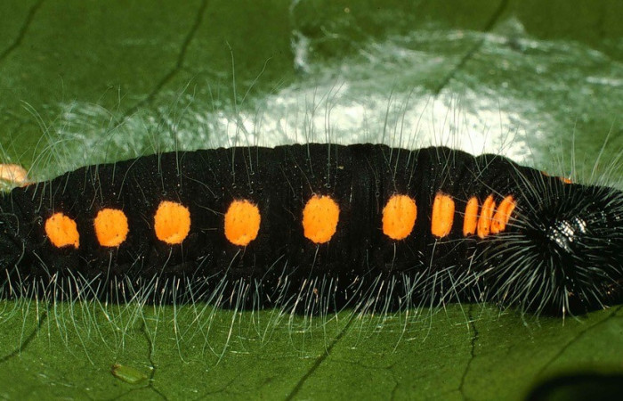 Figura 5. <i>Creonpyge</i> creonDHJ01 (Hesperiidae), segundo estadio, posición dorsal. Estación Biológica Cacao. Voucher 00-SRNP-9021-DHJ53726.jpg.