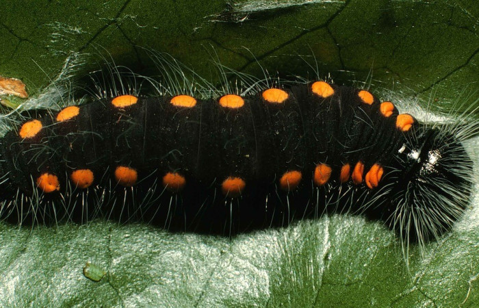 Figura 6. <i>Creonpyge</i> creonDHJ01 (Hesperiidae), último estadio, posición dorsal. Estación Biológica Cacao. Voucher 00-SRNP-9021-DHJ53729.jpg.