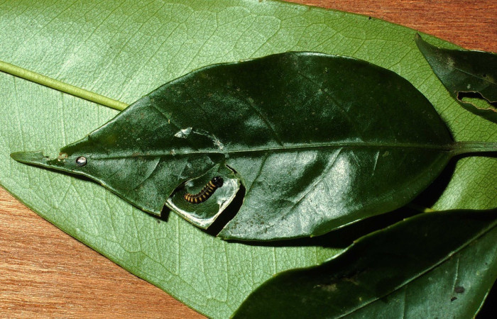 Figura 3. <i>Creonpyge</i> creonDHJ01 (Hesperiidae), segundo estadio, posición dorsal. Estación Biológica Cacao. Voucher. 01-SRNP-7059-DHJ60499.jpg.