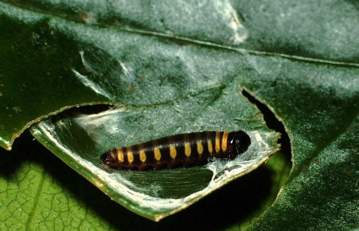 Figura 4. <i>Creonpyge</i> creonDHJ01 (Hesperiidae), segundo estadio, posición dorsal. Estación Biológica Cacao. Voucher 01-SRNP-7059-DHJ60502.jpg.