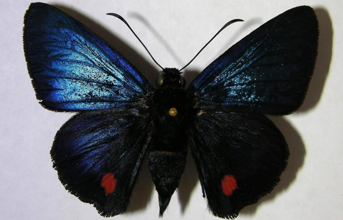 Figura 15. Adulto hembra de <i>Creonpyge</i> creonDHJ01 (Hesperiidae), vista dorsal. Voucher 02-SRNP-8026-DHJ369278.jpg.