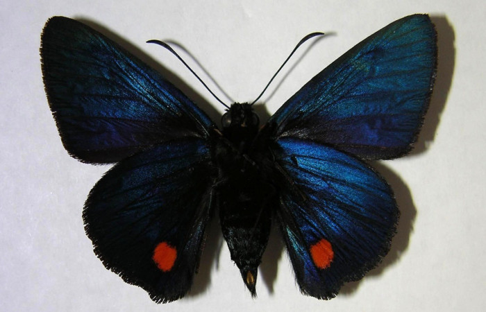 Figura 16. Adulto macho de <i>Creonpyge</i> creonDHJ01 (Hesperiidae), vista ventral. Voucher 02-SRNP-8026-DHJ369279.jpg.