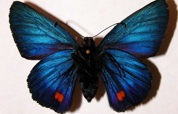 Figura 14. Adulto hembra de <i>Creonpyge</i> creonDHJ01 (Hesperiidae), vista ventral. Voucher 02-SRNP-9441-DHJ33819.jpg