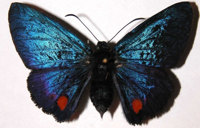 Figura 13. Adulto hembra de <i>Creonpyge</i> creonDHJ01 (Hesperiidae), vista dorsal. Voucher 03-SRNP-3108-DHJ36680.jpg.