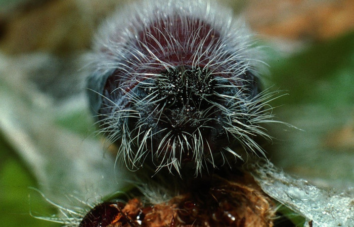 Figura 10. Pupa de <i>Creonpyge</i> creonDHJ01 (Hesperiidae), posición frontal, Estación Biológica Cacao. Voucher 03-SRNP-3109-DHJ72085.jpg.