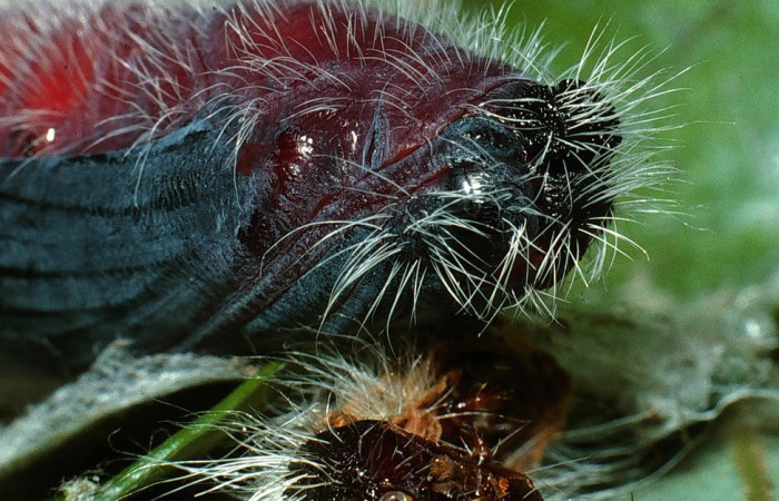 Figura 9. Pupa de <i>Creonpyge</i> creonDHJ01 (Hesperiidae), posición lateral,  Estación Biológica Cacao. Voucher 03-SRNP-3109-DHJ72086.jpg.
