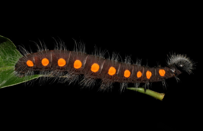 Figura 7. <i>Creonpyge</i> creonDHJ01 (Hesperiidae), último estadio, posición lateral. Estación Biológica Cacao. Voucher 06-SRNP-36176-DHJ416759.jpg.