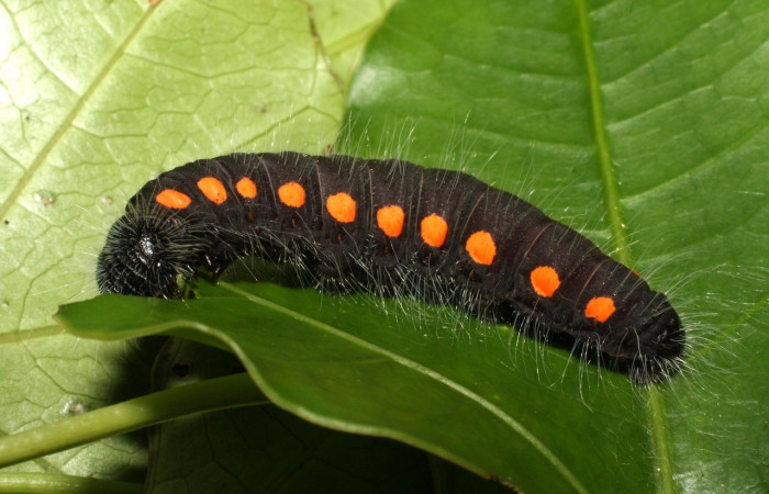 Figura 17. Larva de <i>Creonpyge</i> creonDHJ02 (Hesperiidae), posición lateral. Voucher 16-SRNP-35110-DHJ709615.jpg.