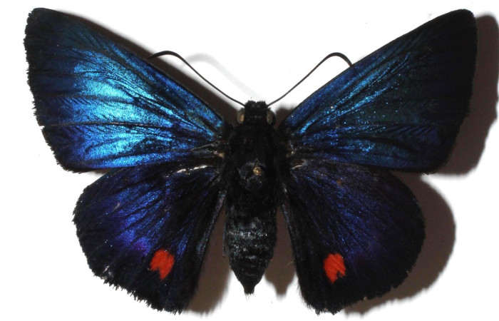 Figura 18. Adulto de <i>Creonpyge</i> creonDHJ02 (Hesperiidae), vista dorsal. Voucher 16-SRNP-35150-DHJ923820.jpg.