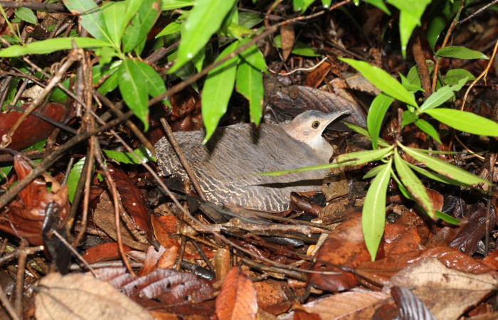 Fig. 4 Ticket Tinamou <i>Crypturellus cinnamomeus</i> (Tinamidae). Estación Biológica Los Almendros Sector El Hacha ACG; 20 de mayo 2022 Fotografía. Roster Moraga