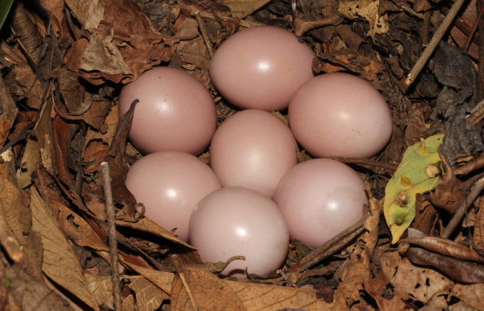 Fig. 5 Nido de Ticket Tinamou <i>Crypturellus cinnamomeus</i> (Tinamidae). Estación Biológica Los Almendros Sector El Hacha ACG; 13 de mayo 2022 Fotografía. Roster Moraga