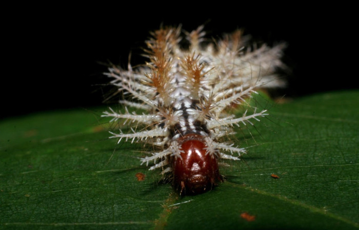 Fig.11 Larva <i>Hylesia umbrata</i>, (Saturniidae), se alimenta <i>Ochroma pyramidale</i>, (Malvaceae), mostrando la parte cabeza. Voucher: 09-SRNP-30071-DHJ450823.jpg.