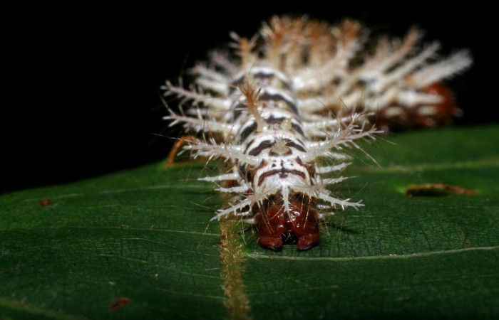 Fig.12 Larva <i>Hylesia umbrata</i>, (Saturniidae), se alimenta <i>Ochroma pyramidale</i>, (Malvaceae), mostrando la parte trasera. Voucher: 09-SRNP-30071-DHJ450824.jpg.