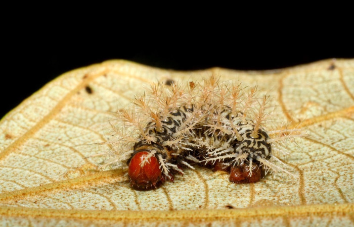 Fig.14 Prepupa <i>Hylesia umbrata</i>, (Saturniidae), se alimenta <i>Ochroma pyramidale</i>, (Malvaceae), mostrando la parte lateral entero. Voucher: 09-SRNP-30265-DHJ450978.jpg.
