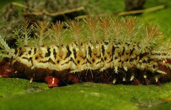 Fig.18 Prepupa <i>Hylesia umbrata</i>, (Saturniidae), se alimenta <i>Anacardium occidentale</i> (introducido), (Anacardiaceae), mostrando la parte lateral entero. Voucher: 98-SRNP-4100-DHJ45029.jpg.