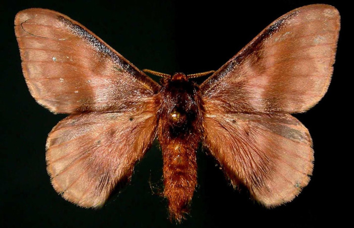 Fig.1 Adulto <i>Hylesia umbrata</i>, Saturniidae, macho mostrando la parte dorsal. Voucher: 98-SRNP-13344-DHJ31235.