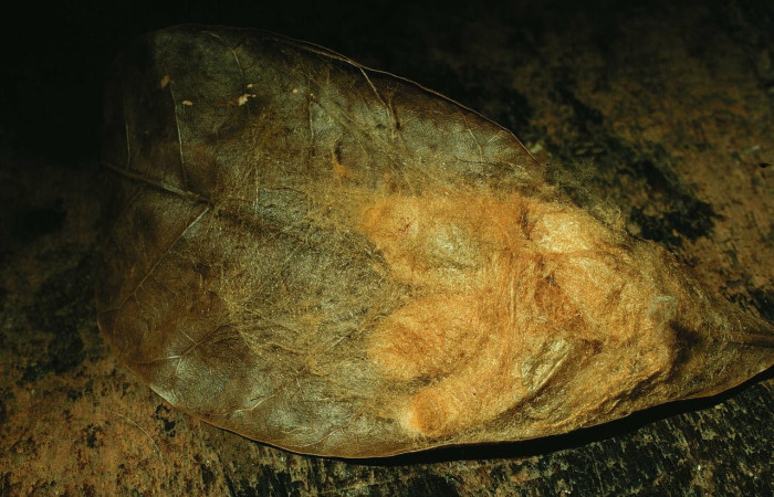 Fig. 20 Capullo y Pupa <i>Hylesia umbrata</i>, (Saturniidae). Voucher: 96-SRNP-622-DHJ27748.jpg.