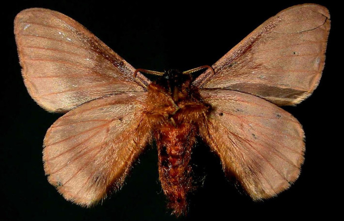 Fig.2 Adulto <i>Hylesia umbrata</i>, Saturniidae, macho mostrando la parte ventral. Voucher: 98-SRNP-13344-DHJ31236.