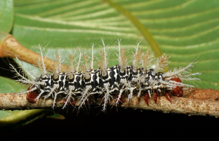 Fig.6 Larva <i>Hylesia umbrata</i>, (Saturniidae), se alimenta <i>Annona purpurea</i>, (Annonaceae), mostrando la parte dorsal entero. Voucher: 08-SRNP-22809-DHJ445335.jpg.