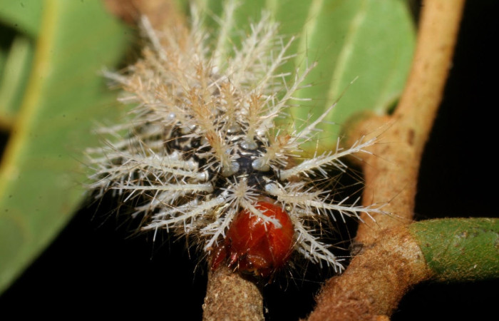 Fig.7 Larva <i>Hylesia umbrata</i>, (Saturniidae), se alimenta <i>Annona purpurea</i>, (Annonaceae), mostrando la parte cabeza. Voucher: 08-SRNP-22809-DHJ445336.jpg.