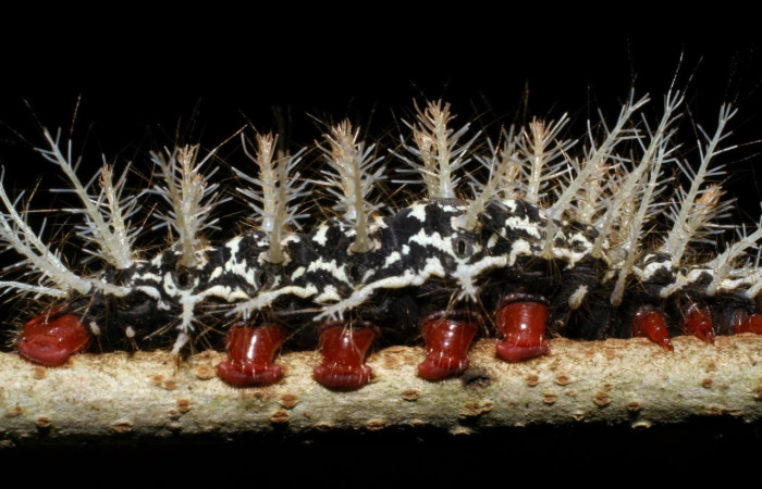 Fig.8 Larva <i>Hylesia umbrata</i>, (Saturniidae), se alimenta <i>Annona purpurea</i>, (Annonaceae), mostrando la parte la lateral entero. Voucher: 08-SRNP-22809-DHJ445337.jpg.