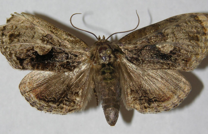 Fig. 1. Adulto de de <i>Lepidodes</i> Poole01 (Nolidae), vista dorsal coloración grisácea  característica que le permite la ausencia de reflejo de luz debido a su hábitat nocturno. Voucher: 13-SRNP-21381-DHJ597306.JPG