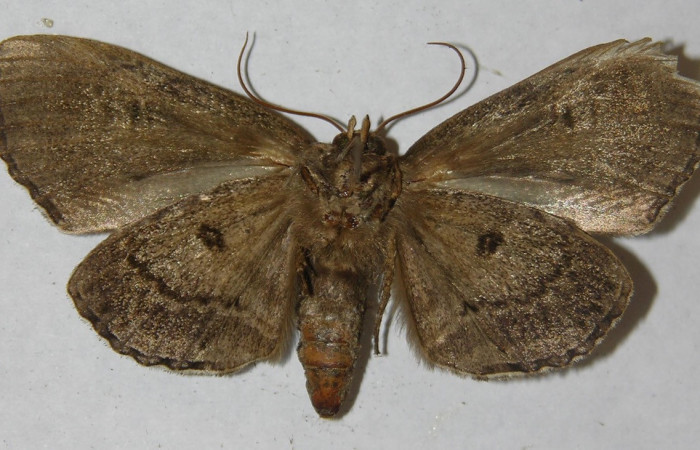 Fig. 2. Adulto de de <i>Lepidodes </i>Poole01 (Nolidae), vista ventral coloración grisácea  característica que le permite la ausencia de reflejo de luz debido a su hábitat nocturno. Voucher: 13-SRNP-21381-DHJ597307.JPG