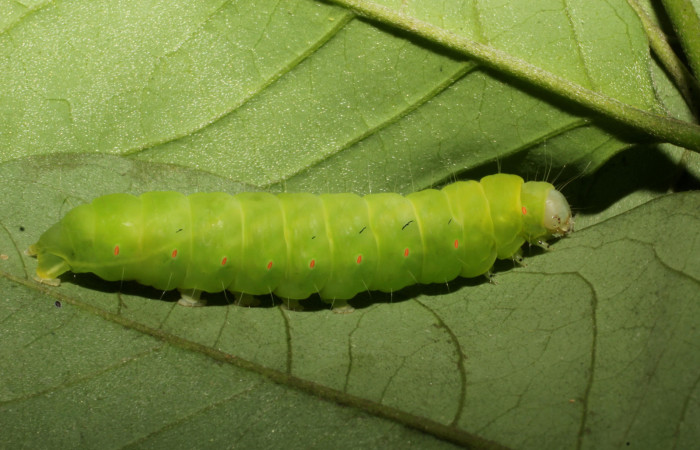 Fig. 6. Oruga de <i>Lepidodes</i> Poole01 (Nolidae), último estadío color verde, laterales con espiráculos anaranjados con pequeñas líneas negras en la parte inferior. Voucher:24-SRNP-65343-DHJ791784.JPG