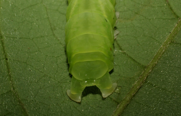 Fig. 10. Detalle de las propatas o patas falsas posteriores de oruga <i>Lepidodes</i> Poole01. Voucher:24-SRNP-65378-DHJ791775.JPG