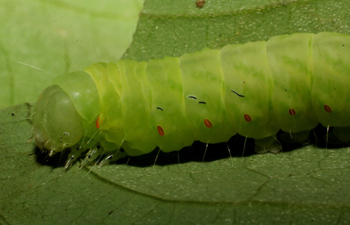 Fig. 7. Detalle cabeza lateral mostrando espiráculos y líneas negras en oruga <i>Lepidodes</i> Poole01. Voucher:24-SRNP-65378-DHJ791777.JPG
