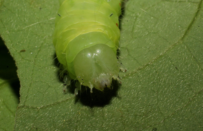 Fig. 9. Vista frontal cabeza color verde sin patrones en oruga <i>Lepidodes</i> Poole01. Voucher:24-SRNP-65378-DHJ791779.JPG