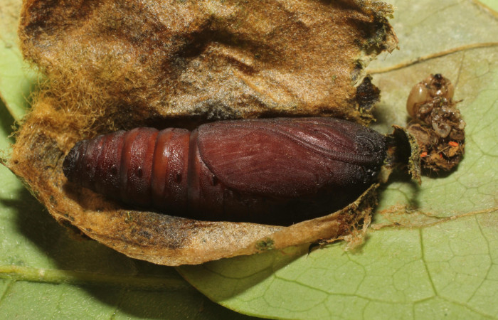 Fig. 17. Pupa de oruga <i>Lepidodes</i> Poole01 (Nolidae), vista lateral. Voucher: 24-SRNP-65378-DHJ791813.JPG