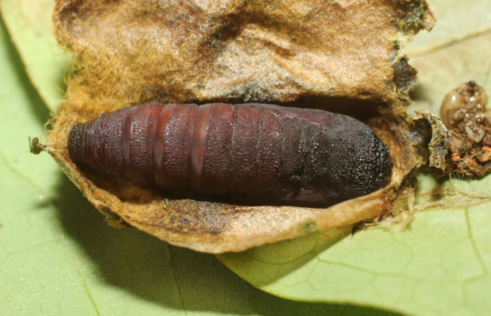 Fig. 18. Pupa de oruga <i>Lepidodes</i> Poole01 (Nolidae), vista dorsal. Voucher: 24-SRNP-65378-DHJ791819.JPG