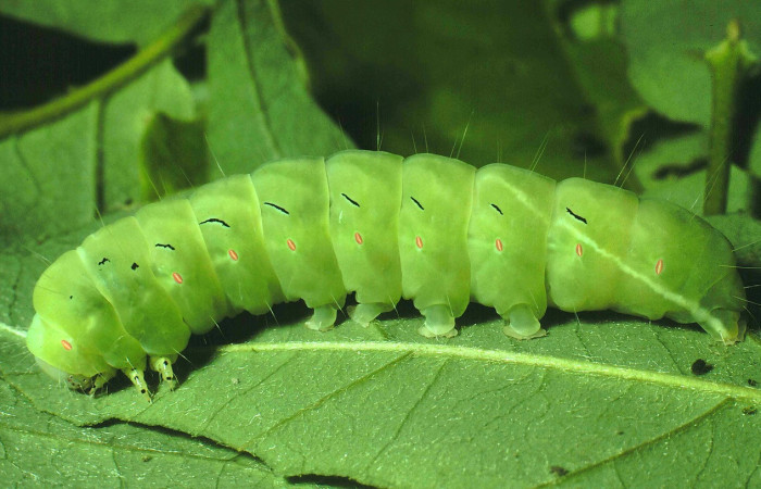 Fig. 11. Detalle de las patas torácicas donde se observa manchas negras, ademas se observa sus patas falsas en <i>Lepidodes</i> Poole01. Voucher:91-SRNP-776-DHJ14152.jpeg