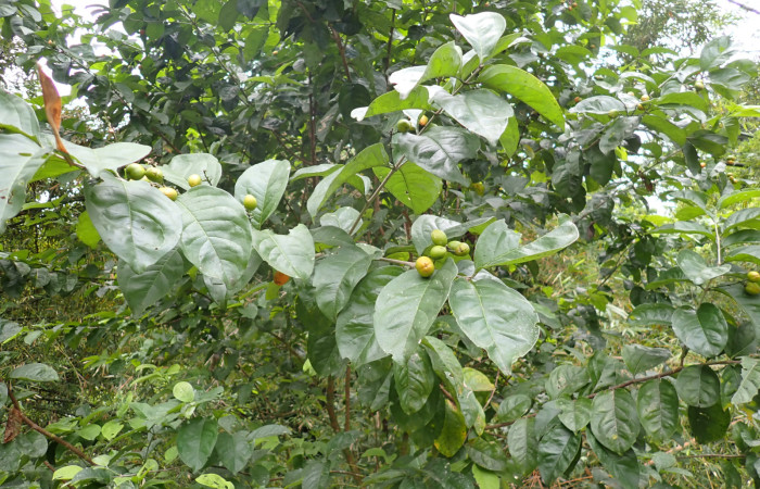 Fig. 13. Planta hospedera <i>Bunchosia nitida</i> (Malpigiaceae) de oruga <i>Lepidodes</i> Poole01 (Nolidae). Foto: Duvalier Briceño, Agosto 2025.