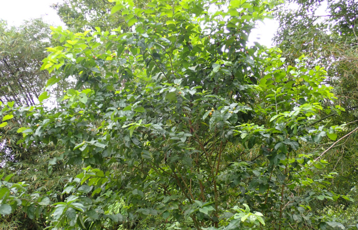 Fig. 14. Planta hospedera <i>Bunchosia nitida</i> (Malpigiaceae), de oruga <i>Lepidodes</i> Poole01, detalle en hojas y frutos. Foto: Duvalier Briceño, Agosto 2025.