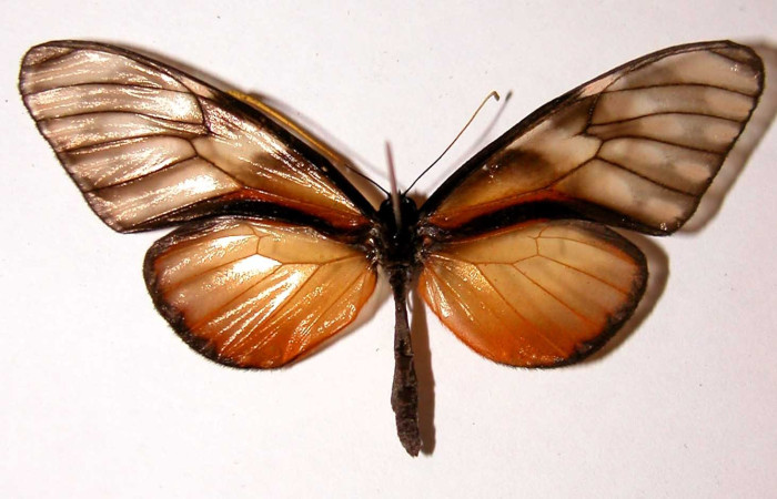 Fig. 14. Vista dorsal de adulto macho de <i>Dircenna relata</i> (Nymphalidae). Voucher: 01-SRNP-22257-DHJ34140.