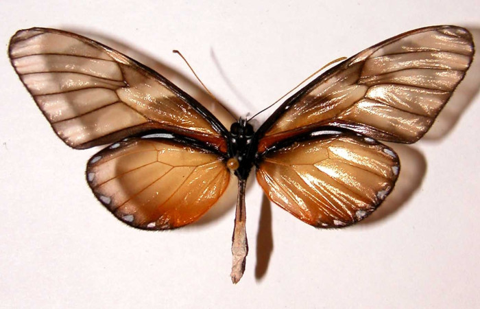 Fig. 15. Vista dorsal de adulto macho de <i>Dircenna relata</i> (Nymphalidae). Voucher: 01-SRNP-22257-DHJ34141       