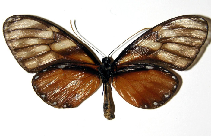 Fig. 13. Vista ventral de adulto hembra de <i>Dircenna relata</i> (Nymphalidae). Voucher: 02-SRNP-3949-DHJ96411.       