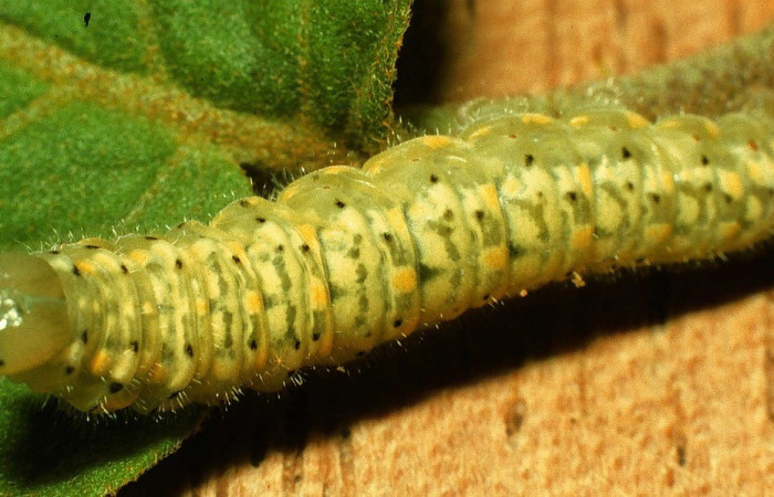 Fig. 3. Vista dorsal de la larva <i>Dircenna relata</i> (Nymphalidae). En planta hospedera, <i>Solanum hirtum</i> (Solanaceae). Voucher. 98-SRNP-4229-DHJ45122.jpg        