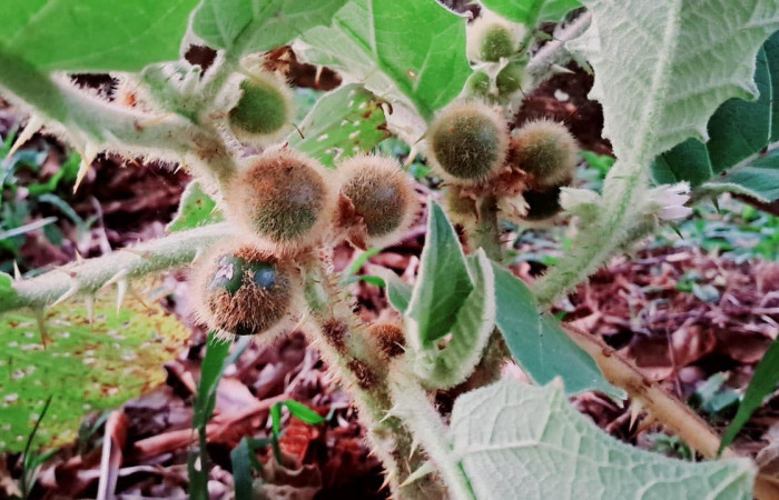 Fig. 17. Planta hospedera de <i>Dircenna relata</i> (Nymphalidae), vista de los frutos. <i>Solanum hirtum</i> (Solanaceae). Foto de Roster Moraga, Agosto 2025     