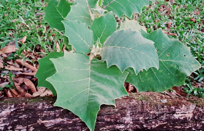 Fig. 16. Planta hospedera de <i>Dircenna relata</i> (Nymphalidae). <i>Solanum hirtum</i> (Solanaceae). Foto de Roster Moraga, Agosto 2025