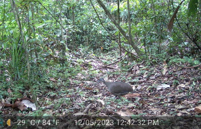 Figura. 2. <i>Tinamus major</i> (Tinamidae), foto captada por cámara trampa, 12 Mayo 2023, en Estación Biológica Botarrama, Sector Rincón Rain Forest, Area de Conservación Guanacaste (ACG) (160m). Foto:DSCF0023.JPG.