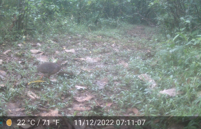 Figura. 10. <i>Crypturellus boucardi</i> (Tinamidae), foto captada por cámara trampa, 11 Diciembre 2022, en Estación Biológica Wege, Sector Rincón Rain Forest, Area de Conservación Guanacaste (ACG) (346m). Foto:DSCF0035.JPG.