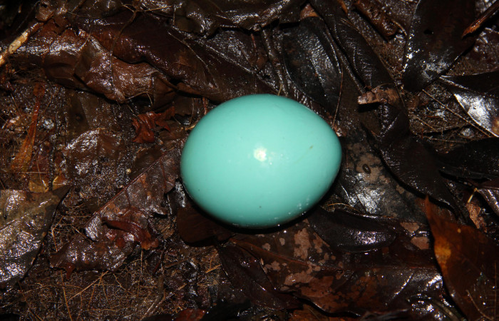 Figura. 5. Huevo de <i>Tinamus major</i> (Tinamidae), foto captada por cámara 19 Agosto 2015, en Estación Biológica Quica, Sector Pitilla, Area de Conservación Guanacaste (ACG) (470m). Foto: Ricardo Calero. Foto:IMG_0353.JPG.