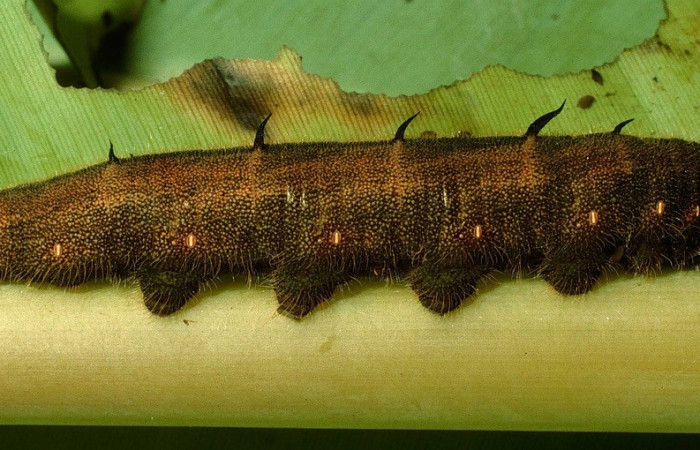 Figura 10. Lateral entero <i>Caligo menus</i>, (Nymphalidae), en la planta <i>Musa acuminata</i> (Musaceae). Sector Cacao, Estación Gongora, (elevación 675 metros). Colectada 3 junio 1995. (95-SRNP-4556-DHJ22999.jpg).