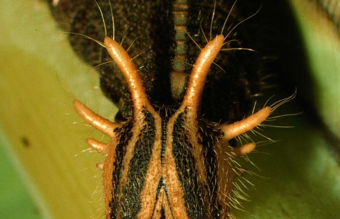 Figura 12. Cabeza <i>Caligo menus</i>, (Nymphalidae), en la planta <i>Musa acuminata</i> (Musaceae). Sector Cacao, Estación Gongora, (elevación 675 metros). Colectada 3 junio 1995. (95-SRNP-4556-DHJ22977.jpg).