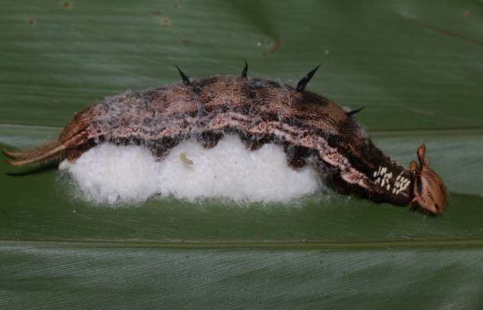 Figura 13. Capullo de parásito mgJanzen01 Janzen01, de la familia (Braconidae), puesto en la larva <i>Caligo menus</i>, (20-SRNP-80774-DHJ755369.jpg).