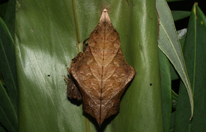 Figura 14. Pupa Dorsal entero <i>Caligo menus</i>, (Hesperiidae). Sector El Hacha, Estacion Los Almendros, (elevación 290 metros). Colectada 9 junio 2012. (12-SRNP-21113-DHJ493285.jpg).